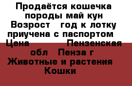 Продаётся кошечка породы май кун.Возрост 1 год,к лотку приучена с паспортом › Цена ­ 4 000 - Пензенская обл., Пенза г. Животные и растения » Кошки   